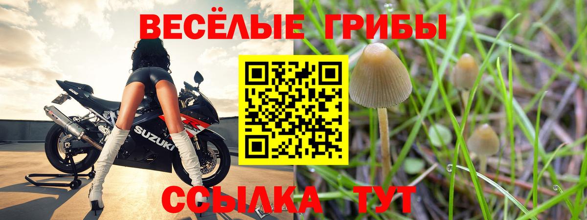 где купить наркотик  Галлюциногенные грибы Psilocybe  Вход с VPN  Галлюциногенные грибы мицелий  Качканар 